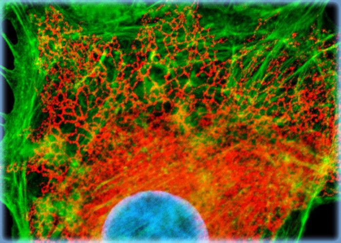 DsRed Fluorescent Protein in Transfected Rabbit Kidney Epithelial Cell Cultures