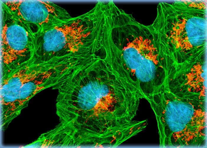 Distribution of Mitochondria and F-Actin in Vero Cell Cultures