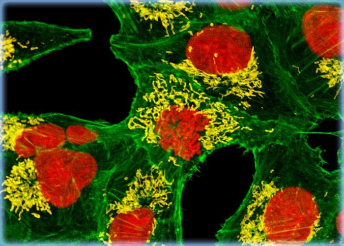 Examining the Proximity Between the Nucleus and the Mitochondrial Network in Monkey Kidney Epithelial Cells