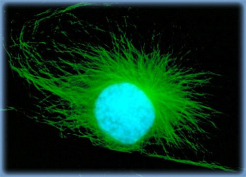 DNA and Actin Fluorescence