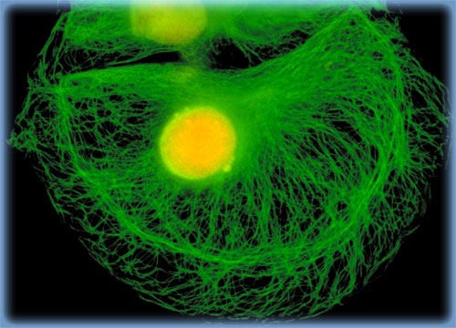 PtK2 Cell Microtubules and Nucleus