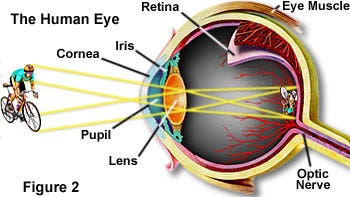 parts of the human eye