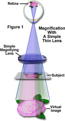 Figure 1 presents an illustration of how a simple magnifying lens operates. The object (in this case the subject is a rose) is being viewed with a simple bi-convex lens.
