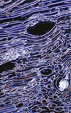 Liquid Crystalline DNA