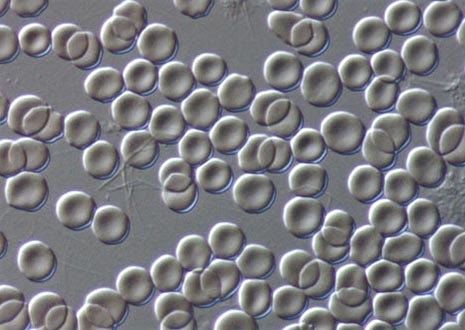 Human Erythrocytes