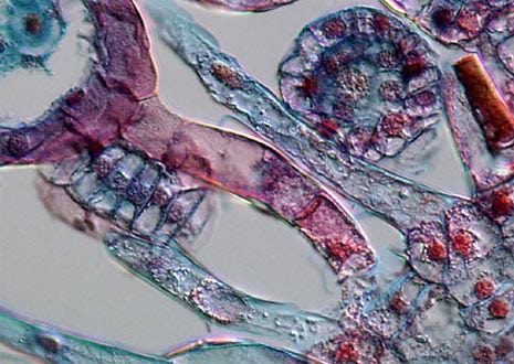 Fern (Polypodium) Leaves