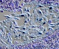 Nucleic Acid Stains