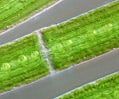 Desmid Algae