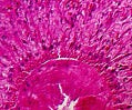 Planaria Cross Section