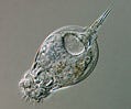 Euchlanis Rotifer