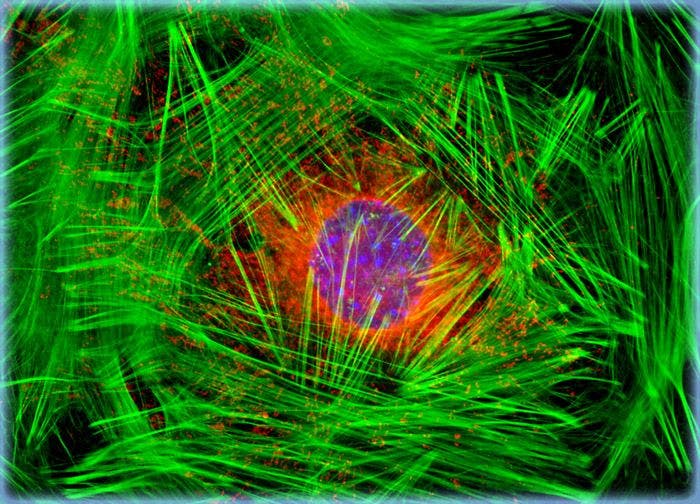 Embryonic Swiss Mouse Fibroblast Cells (3T3)