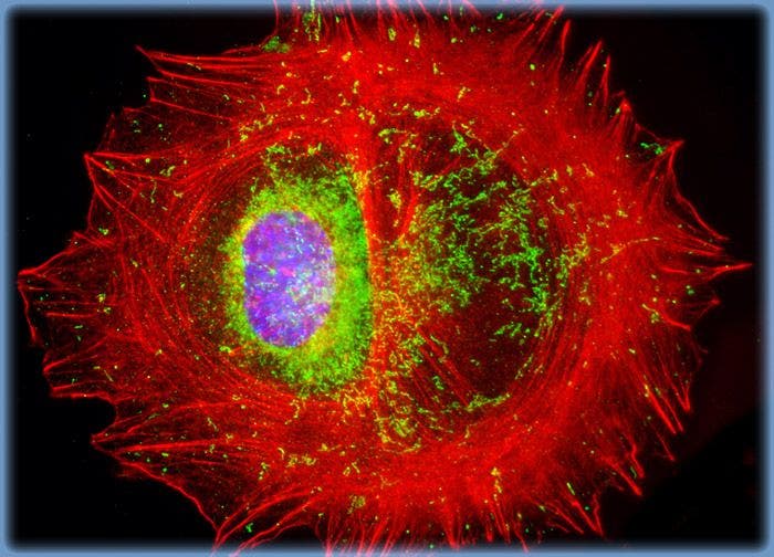Embryonic Swiss Mouse Fibroblast Cells (3T3)