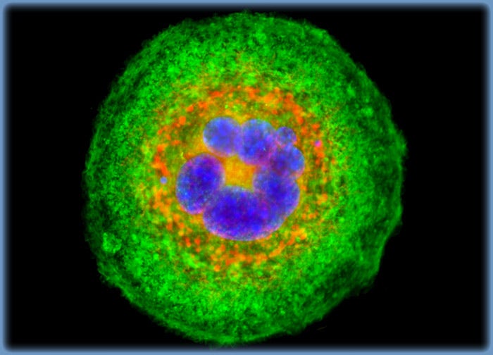 Transformed Mouse Cerebellum Microglial Cells (C8-B4 Line)