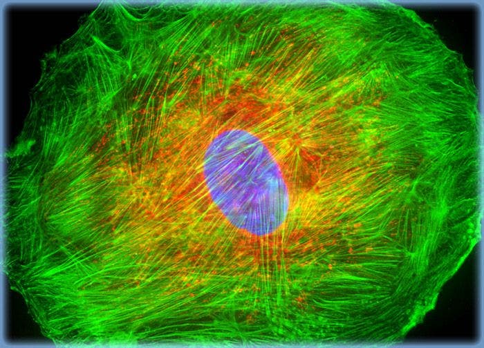 Transformed Chicken Embryo Fibroblast Cells (UMNSAH/DF-1 Line)