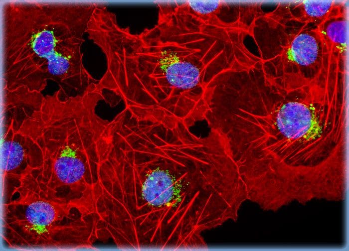 Transformed African Green Monkey Kidney Fibroblast Cells (COS-7 Line)