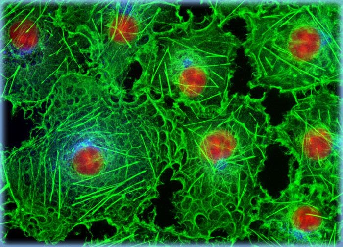Transformed African Green Monkey Kidney Fibroblast Cells (COS-7 Line)