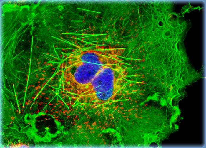 Transformed African Green Monkey Kidney Fibroblast Cells (COS-7 Line)