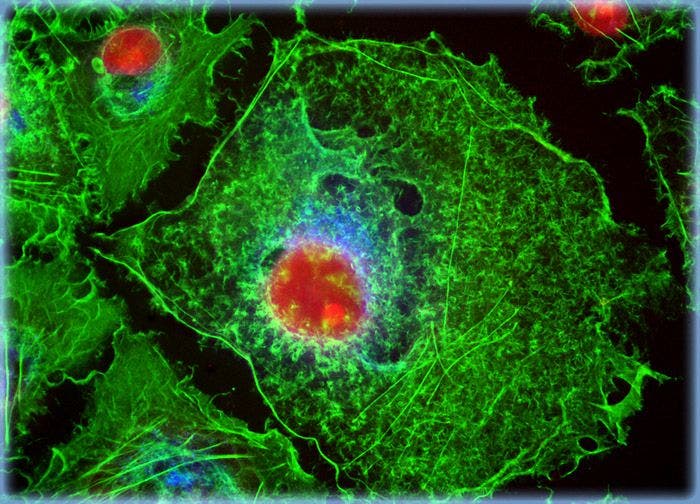 Transformed African Green Monkey Kidney Fibroblast Cells (COS-7 Line)