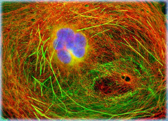 Transformed African Green Monkey Kidney Fibroblast Cells (COS-7 Line)