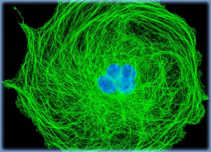 Transformed African Green Monkey Kidney Fibroblast Cells (COS-7 Line)