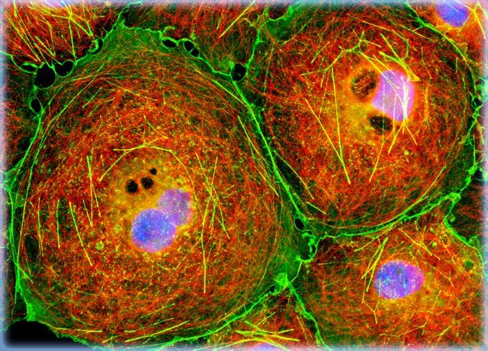 Transformed African Green Monkey Kidney Fibroblast Cells (COS-7 Line)