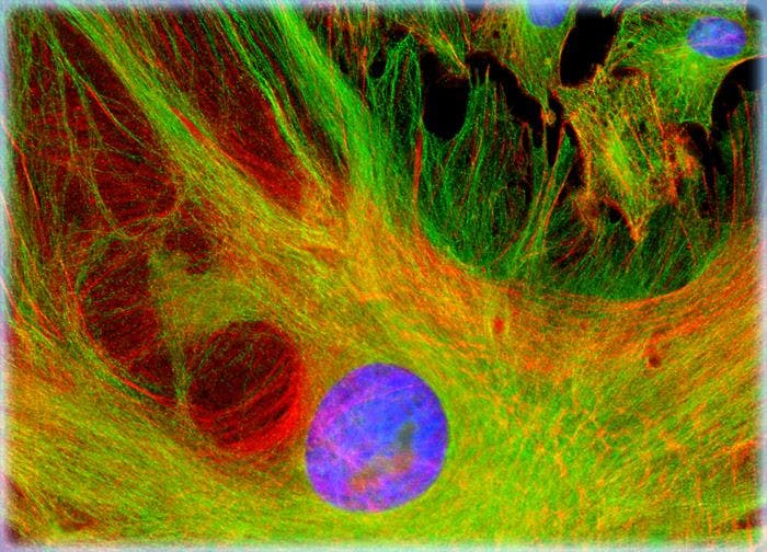 Normal African Green Monkey Kidney Fibroblast Cells (CV-1 Line)