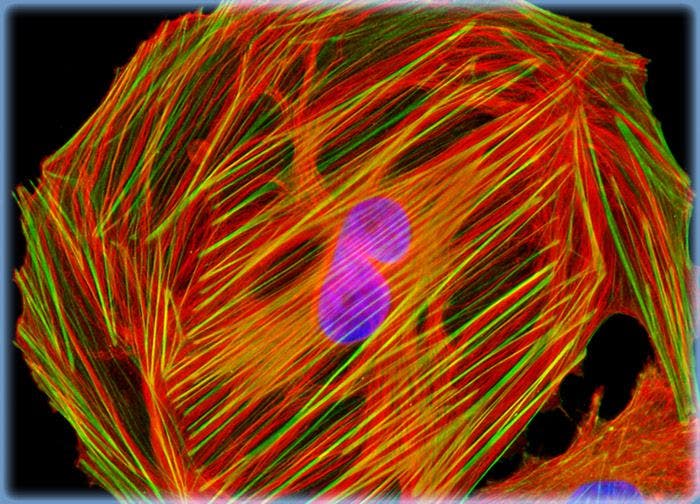 Normal African Green Monkey Kidney Fibroblast Cells (CV-1 Line)