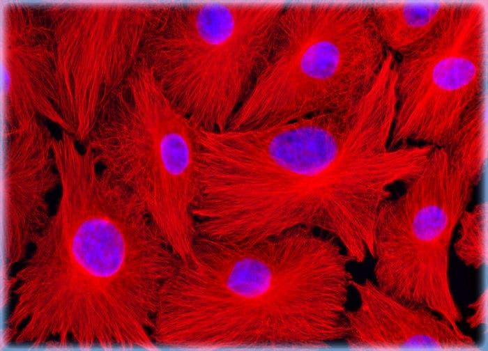 Normal African Green Monkey Kidney Fibroblast Cells (CV-1 Line)