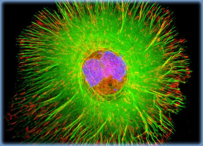 Normal African Green Monkey Kidney Fibroblast Cells (CV-1 Line)