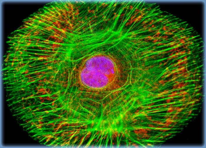 Normal African Green Monkey Kidney Fibroblast Cells (CV-1 Line)