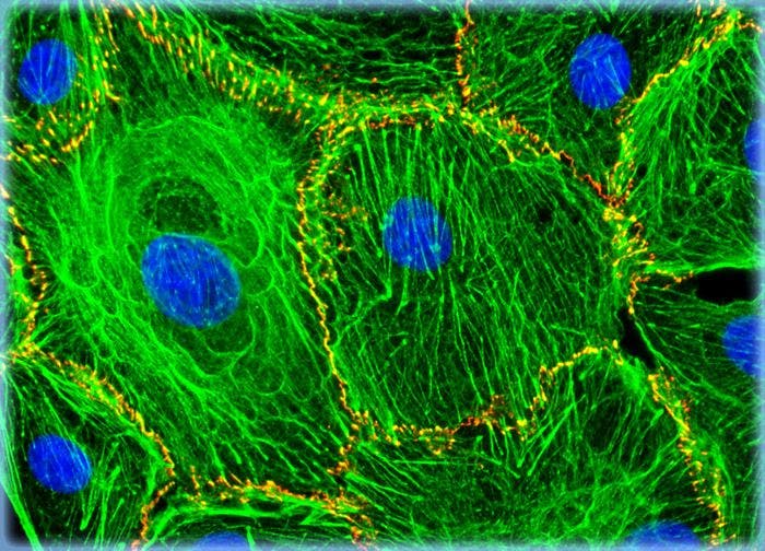 Normal African Green Monkey Kidney Fibroblast Cells (CV-1 Line)
