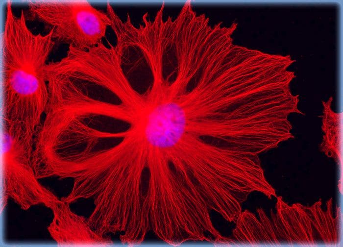 Normal African Green Monkey Kidney Fibroblast Cells (CV-1 Line)