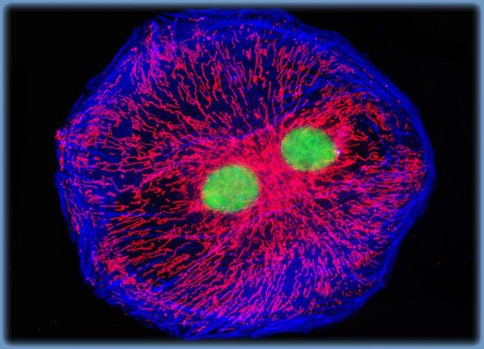 Normal African Green Monkey Kidney Fibroblast Cells (CV-1 Line)