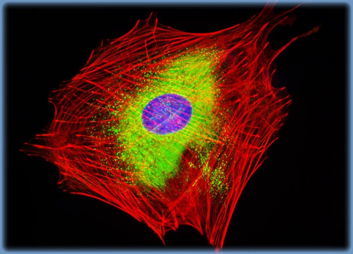 Rat Jejunum Myenteric Plexus Enteroglial Cells (EGC/PK060399egfr Line)