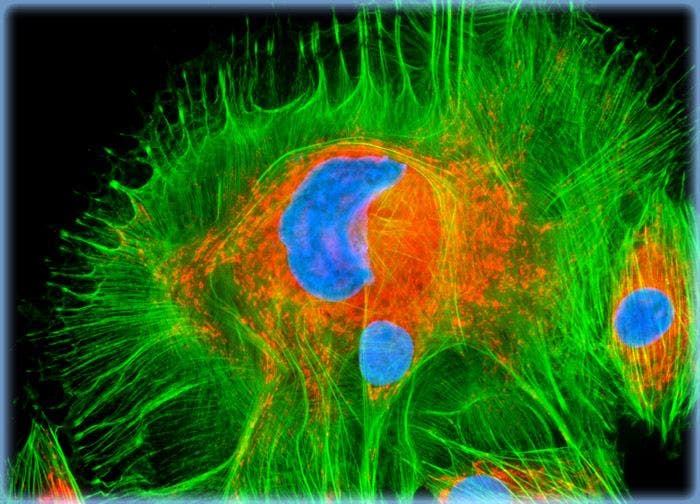 Rat Jejunum Myenteric Plexus Enteroglial Cells (EGC/PK060399egfr Line)
