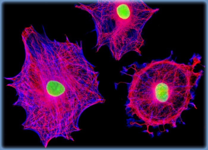 Rat Jejunum Myenteric Plexus Enteroglial Cells (EGC/PK060399egfr Line)