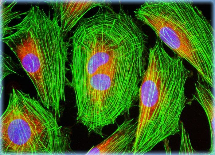 Rat Jejunum Myenteric Plexus Enteroglial Cells (EGC/PK060399egfr Line)