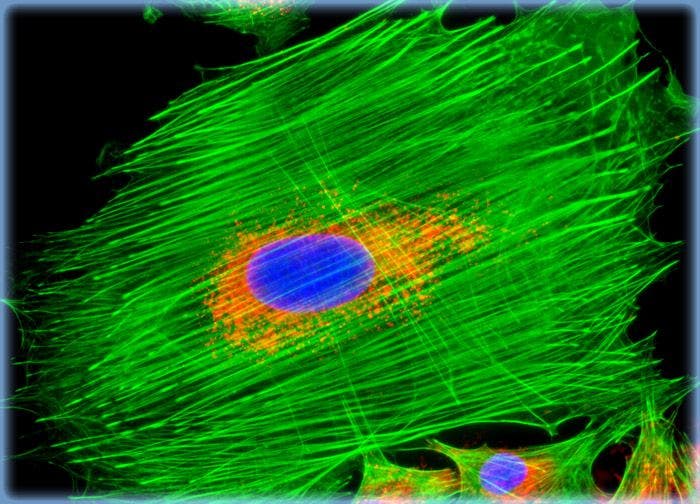 Rat Jejunum Myenteric Plexus Enteroglial Cells (EGC/PK060399egfr Line)