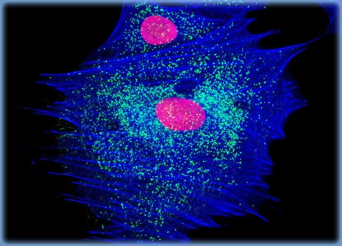 Rat Jejunum Myenteric Plexus Enteroglial Cells (EGC/PK060399egfr Line)