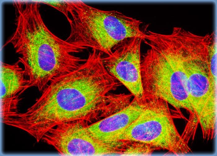 Rat Jejunum Myenteric Plexus Enteroglial Cells (EGC/PK060399egfr Line)