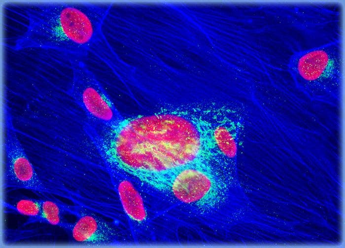 Rat Jejunum Myenteric Plexus Enteroglial Cells (EGC/PK060399egfr Line)