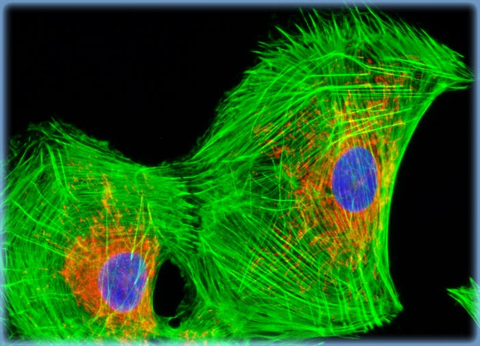 Rat Jejunum Myenteric Plexus Enteroglial Cells (EGC/PK060399egfr Line)
