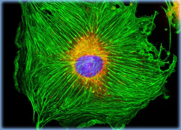 Mouse Hemangioendothelioma Endothelial Cells (EOMA Line)