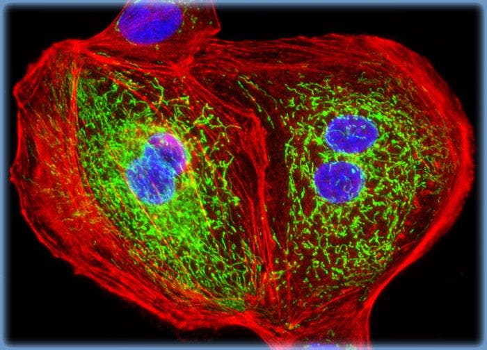 Madin-Darby Canine Kidney Epithelial Cells (MDCK Line)