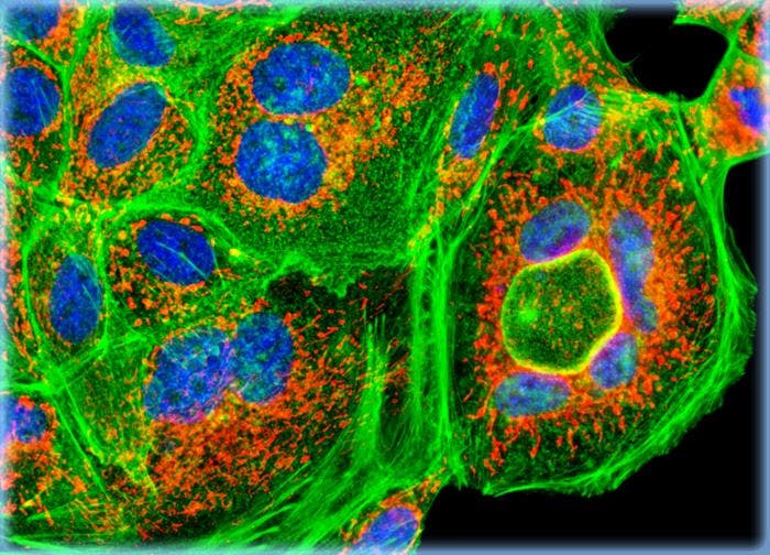 Madin-Darby Canine Kidney Epithelial Cells (MDCK Line)