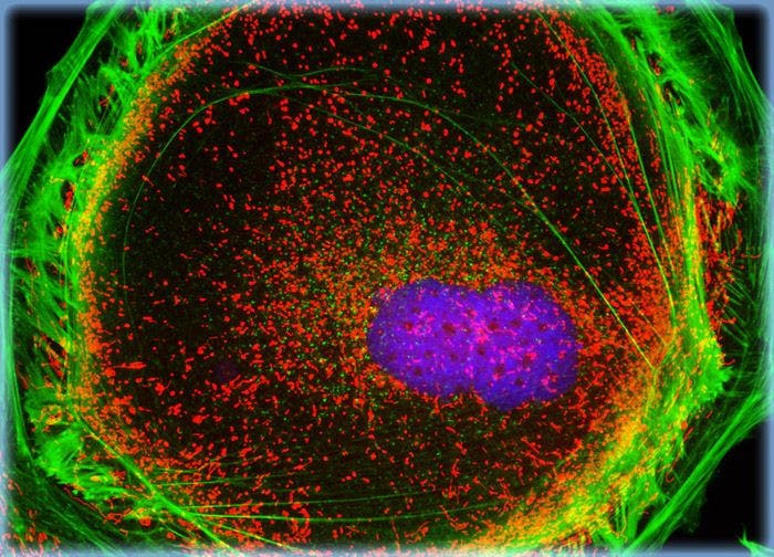 Madin-Darby Ovine Kidney Epithelial Cells (MDOK Line)