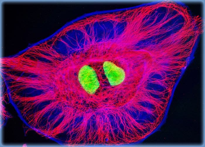 Madin-Darby Ovine Kidney Epithelial Cells (MDOK Line)