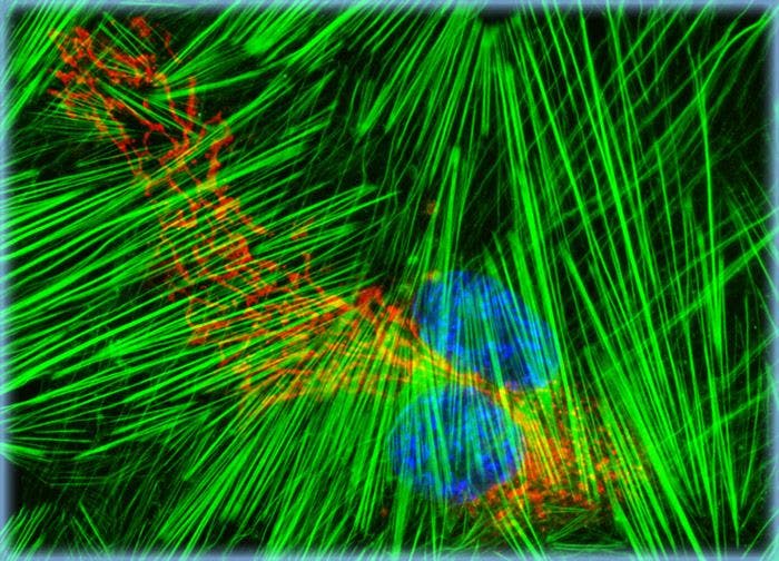 Human Fetal Lung Fibroblast Cells (MRC-5 Line)