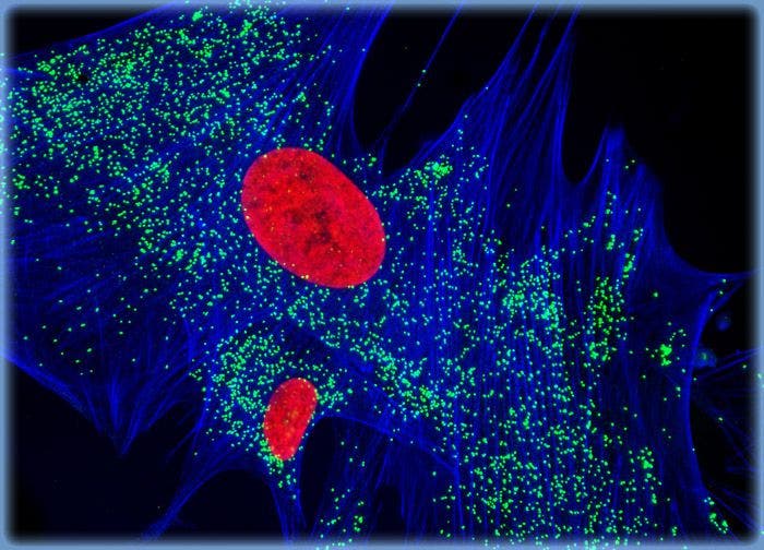 Human Fetal Lung Fibroblast Cells (MRC-5 Line)