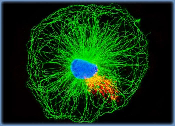 Normal Rat Kidney Epithelial Cells (NRK)